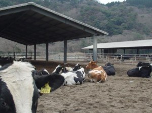 御池牧場内の牛たちの様子05